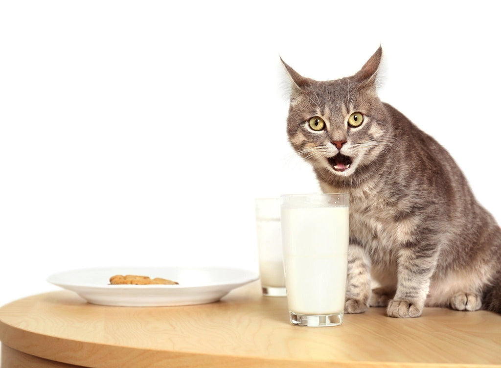 Cat's Shouldn't Drink Milk?! Yeah, Right!!