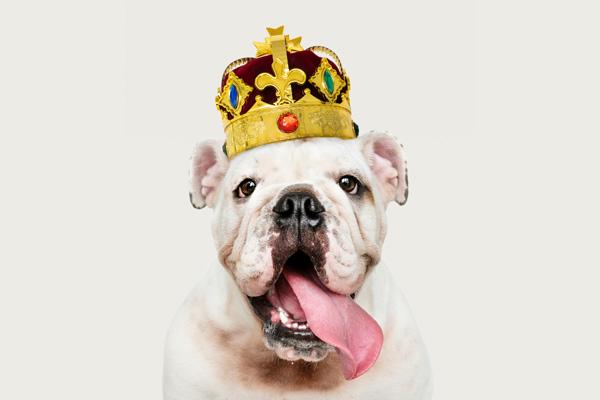 Crown your pet with Renaissance pet portraits