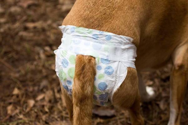 How to Make a Dog Diaper Using an Old T-Shirt