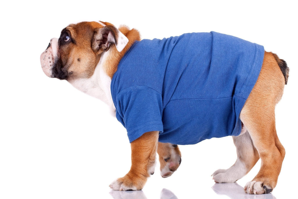 No Sewing Needed: 6 Easy Steps to Making a Dog T-Shirt