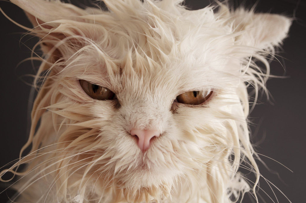 Your Cat Doesn't like to take a Bath?! You don't say!