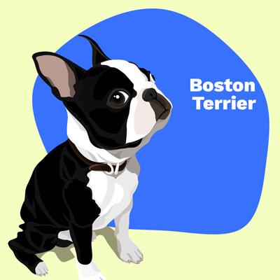 Boston Terrier Lovers | Lifestyle apparel, accessories, and home decor | Breed Style