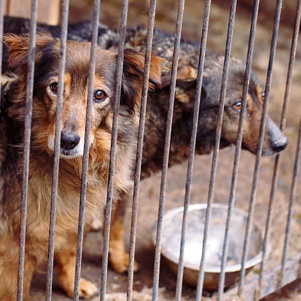 Feed Hungry Dogs - Custom pet art of your dog or cat by pop-your-pup