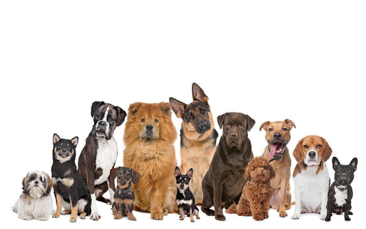 2019's 6 Most POPular Dog Breeds in the USA | Pop Your Pup!™