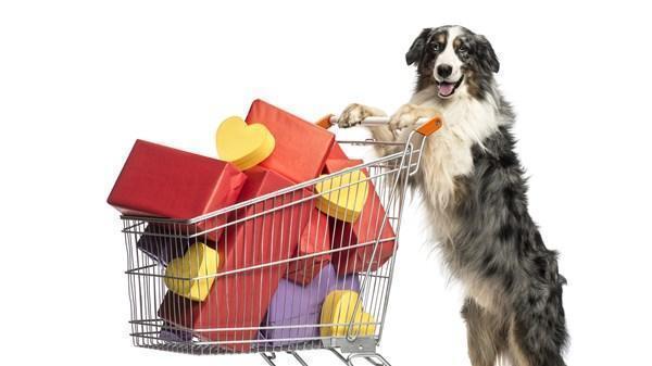 7 Essential Dog Products You Didn't Think to Buy