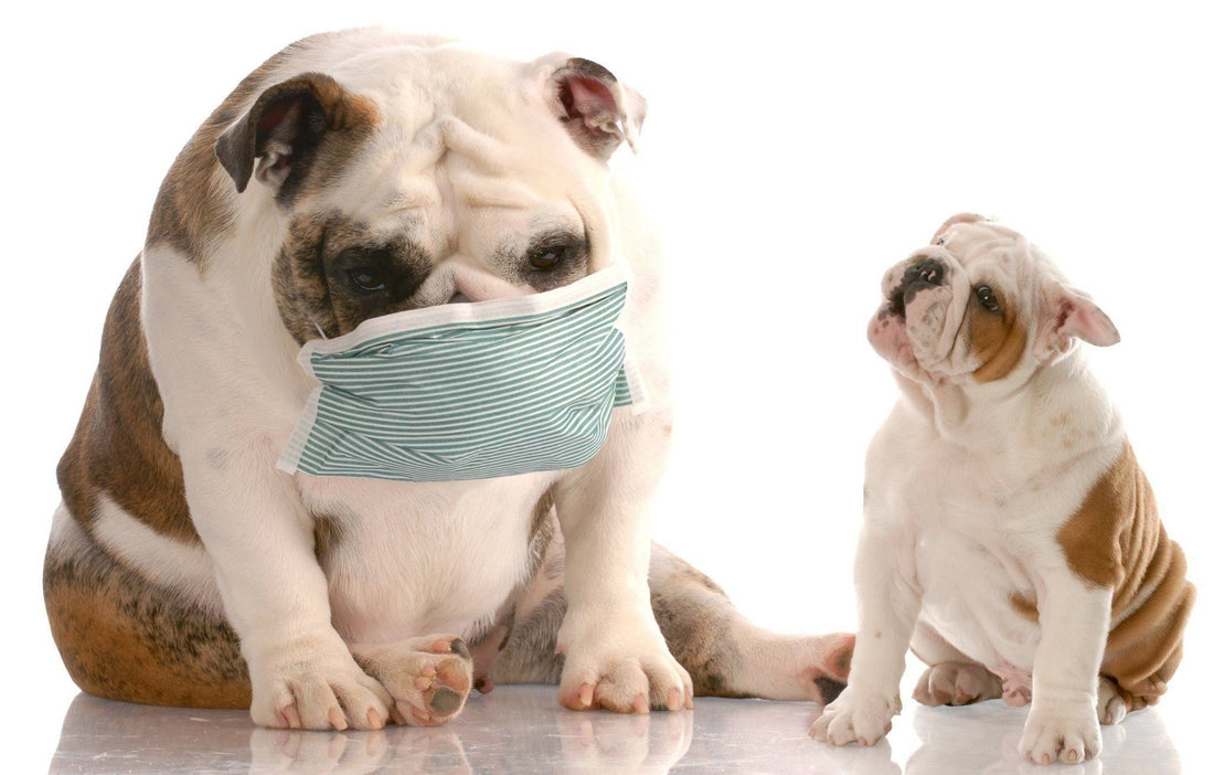 Are You Allergic to Pets? Watch Out for These Symptoms | Pop Your Pup!™