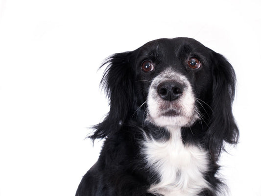 Are You Listening? How Dogs Show They're Stressed. | Pop Your Pup!™