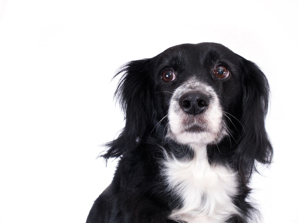 Are You Listening? How Dogs Show They're Stressed.
