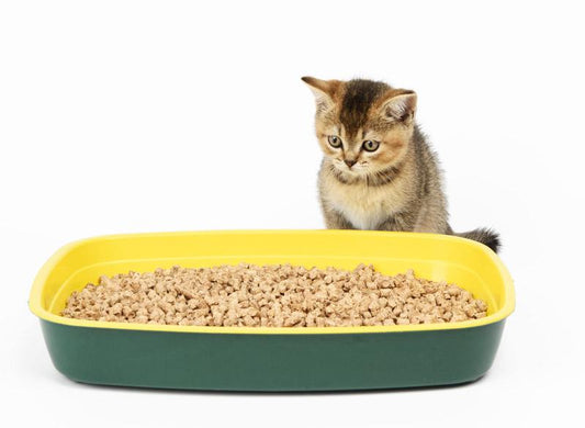 Cats Can't be Trained? Says Who?!