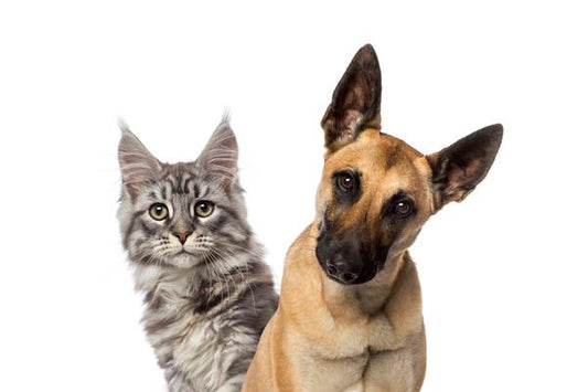 dog and cat with confused looks