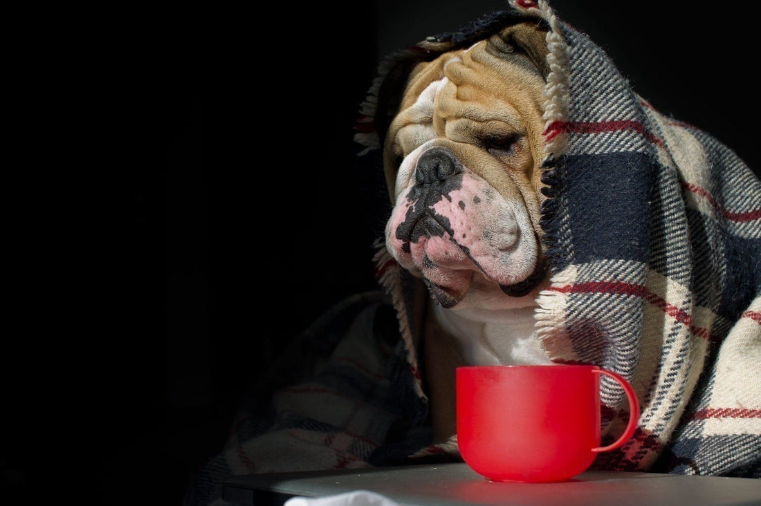 Foods That Will Harm Your Dog | Pop Your Pup!™