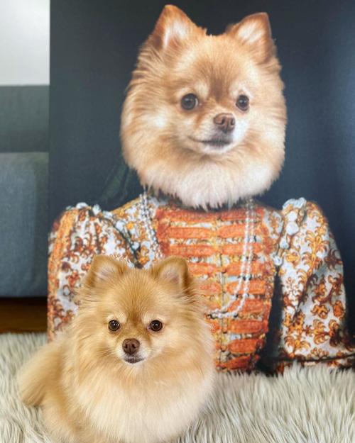 Pomeranian sitting next to Royal pet portrait