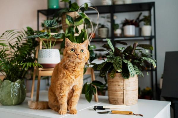 Cat surrounded by plants