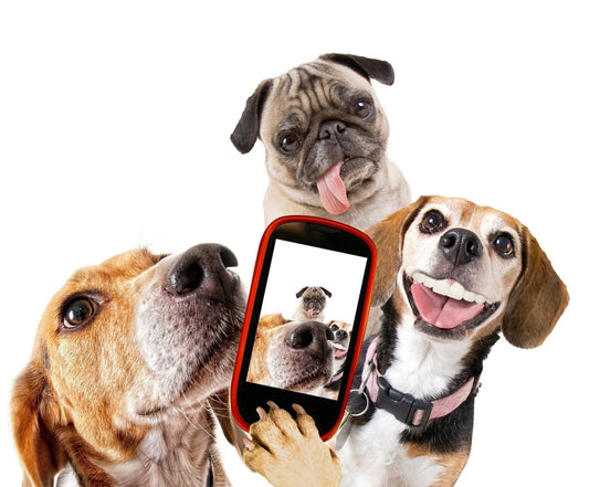Tips for creating an Instagram account for your pet | Pop Your Pup!™