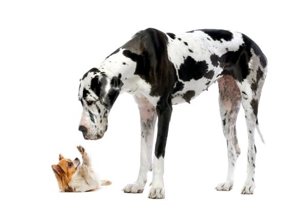 Welche Größe hat den Hund am besten zu Ihrem Leben?