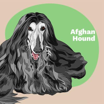 Afghan Hound Lovers | Lifestyle apparel, accessories, and home decor | Breed Style | Pop Your Pup!™