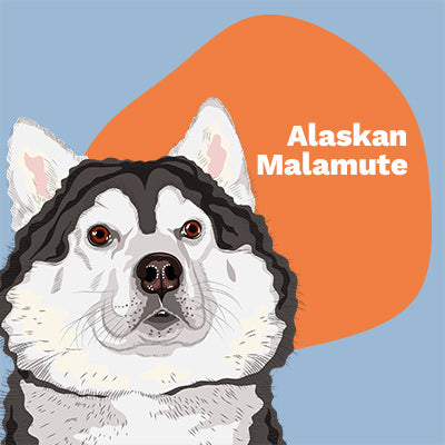 Alaskan Malamute Lovers | Lifestyle apparel, accessories, and home decor | Breed Style | Pop Your Pup!™