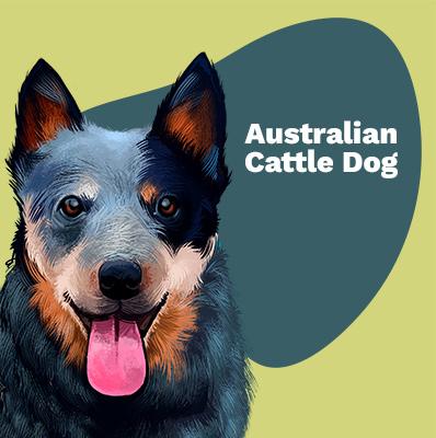 Australian Cattle Dog Lovers | Lifestyle apparel, accessories, and home decor | Breed Style | Pop Your Pup!™