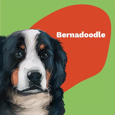 Bernadoodle Lovers | Lifestyle apparel, accessories, and home decor | Breed Style | Pop Your Pup!™