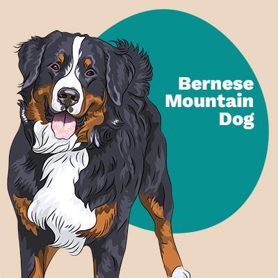 Bernese Mountain Dog Lovers | Lifestyle apparel, accessories, and home decor | Breed Style | Pop Your Pup!™