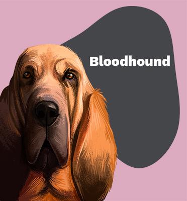 Bloodhound Lovers | Lifestyle apparel, accessories, and home decor | Breed Style | Pop Your Pup!™