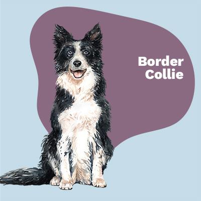 Border Collie Lovers | Lifestyle apparel, accessories, and home decor | Breed Style | Pop Your Pup!™