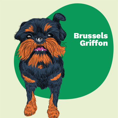 Brussels Griffon Lovers | Lifestyle apparel, accessories, and home decor | Pop Your Pup!™