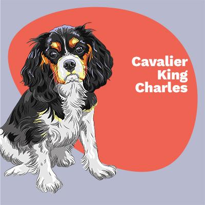 Cavalier King Charles Lovers | Lifestyle apparel, accessories, and home decor | Breed Style | Pop Your Pup!™