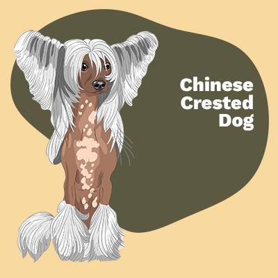 Chinese Crested Lovers | Lifestyle apparel, accessories, and home decor | Breed Style | Pop Your Pup!™