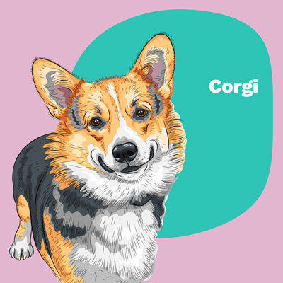 Corgi | Pop Your Pup!™