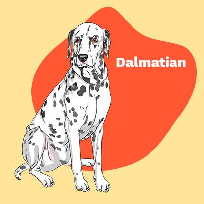 Dalmatian Lovers | Lifestyle apparel, accessories, and home decor | Breed Style | Pop Your Pup!™