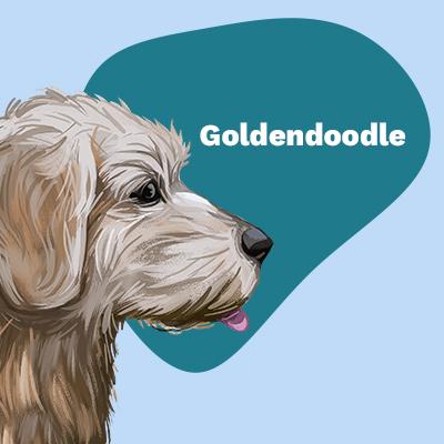 Goldendoodle Lovers | Breed Style by Pop Your Pup | Pop Your Pup!™