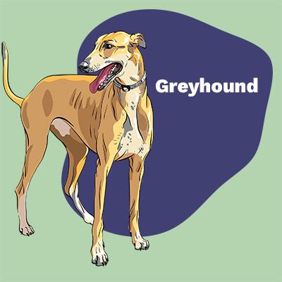 Greyhound Lovers | Lifestyle apparel, accessories, and home decor | Breed Style | Pop Your Pup!™