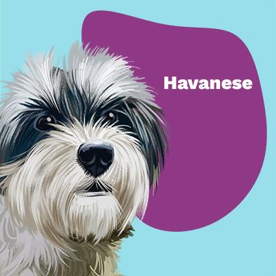 Havanese Lovers | Lifestyle apparel, accessories, and home decor | Breed Style | Pop Your Pup!™