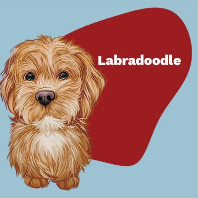 Labradoodle Lovers | Breed Style by Pop Your Pup | Pop Your Pup!™