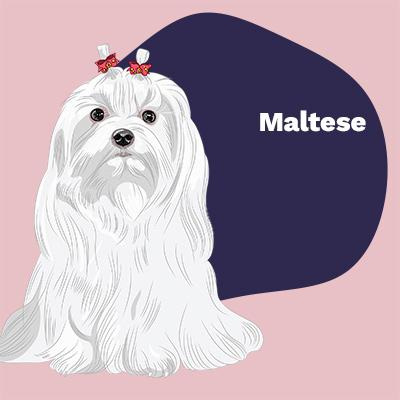 Maltese Lovers | Lifestyle apparel, accessories, and home decor | Breed Style | Pop Your Pup!™