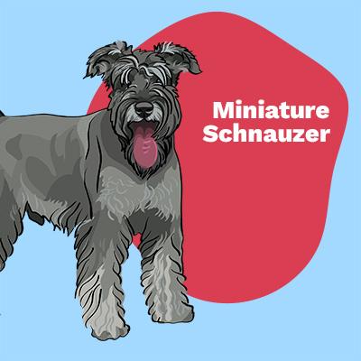 Miniature Schnauzer Lovers | Lifestyle apparel, accessories, and home decor | Breed Style | Pop Your Pup!™