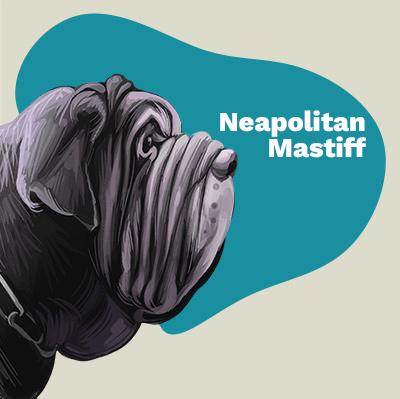 Neapolitan Mastiff Lovers | Lifestyle apparel, accessories, and home decor | Breed Style | Pop Your Pup!™
