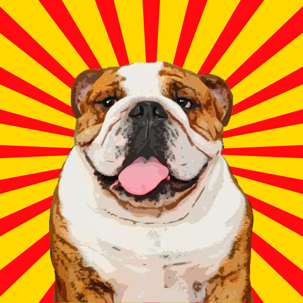 pop your pup pop art english bulldog