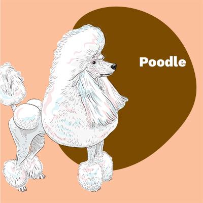 Poodle Lovers | Lifestyle apparel, accessories, and home decor | Breed Style | Pop Your Pup!™