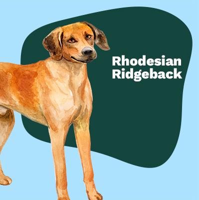 Rhodesian Ridgeback Lovers | Lifestyle apparel, accessories, and home decor | Breed Style | Pop Your Pup!™