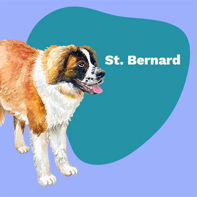 Saint Bernard Lovers | Lifestyle apparel, accessories, and home decor | Breed Style | Pop Your Pup!™