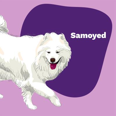 Samoyed Lovers | Lifestyle apparel, accessories, and home decor | Breed Style | Pop Your Pup!™
