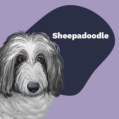 Sheepadoodle Lovers | Breed Style by Pop Your Pup | Pop Your Pup!™
