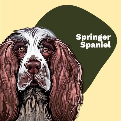 Springer Spaniel Lovers | Lifestyle apparel, accessories, and home decor | Breed Style | Pop Your Pup!™