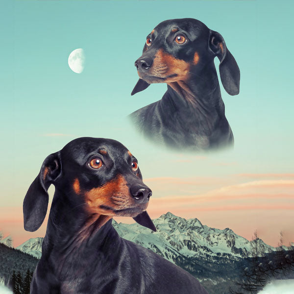 super portrait collection image dashchund