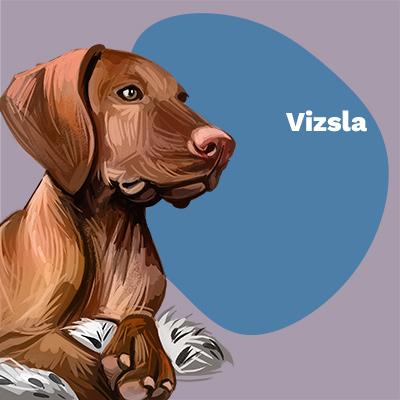 Vizsla Lovers | Lifestyle apparel, accessories, and home decor | Breed Style | Pop Your Pup!™