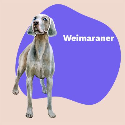 Weimaraner Lovers | Lifestyle apparel, accessories, and home decor | Breed Style | Pop Your Pup!™