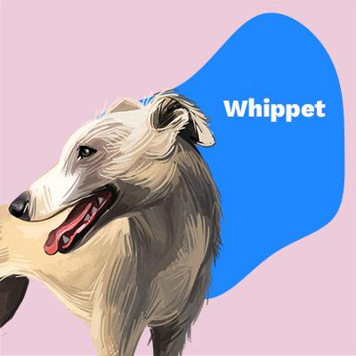 Whippet Lovers | Lifestyle apparel, accessories, and home decor | Breed Style | Pop Your Pup!™