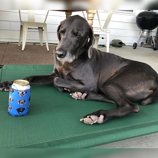 Original Pet Pop Art Drink Koozie